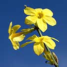 Echter Winterjasmin "Jasminum nudiflorum" Echter Winterjasmin (Jasminum nudiflorum)- 30-40cm