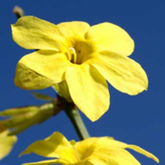 Echter Winterjasmin "Jasminum nudiflorum" winterhart Echter Winterjasmin (Jasminum nudiflorum)- 30-40cm