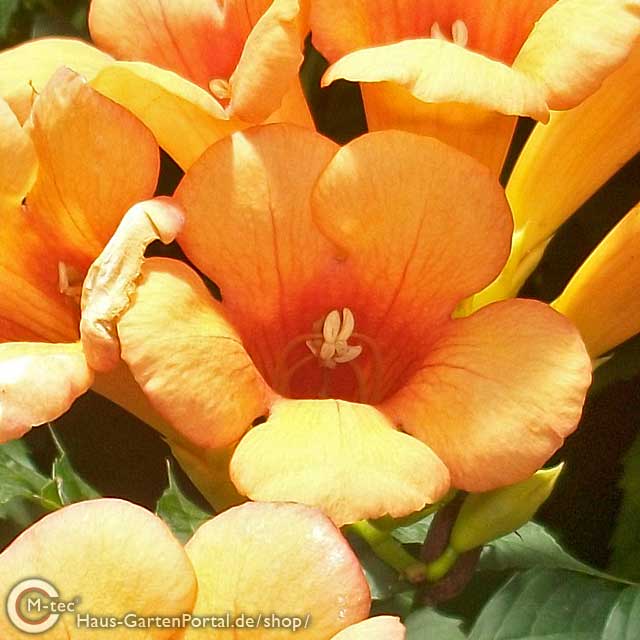 Gelbe Trompetenblume "Campsis radic. Flava" - gelbe Blüte Gelbe Trompetenblume "Flava" (Campsis radicans Flava) - 60-100cm ab 5St.