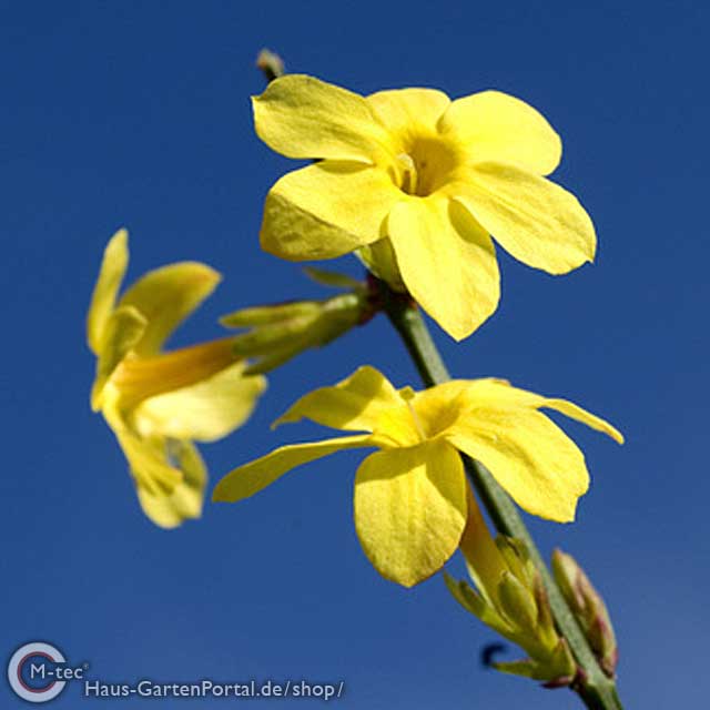 Echter Winterjasmin "Jasminum nudiflorum"- Blüte Echter Winterjasmin (Jasminum nudiflorum)- 30-40cm